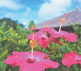 沖縄 花のカーニバル