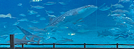 沖縄美ら海水族館
