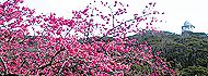 琉球寒緋桜