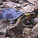 セマルハコガメ